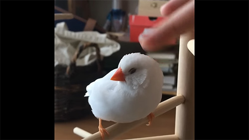 なでなでしてもらうピースケちゃん