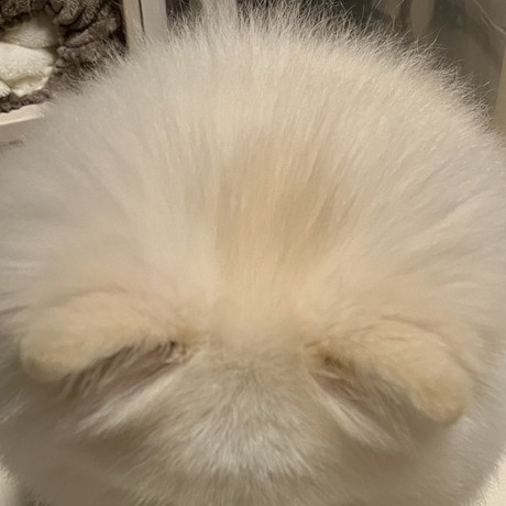 球体歌舞伎ちゃん