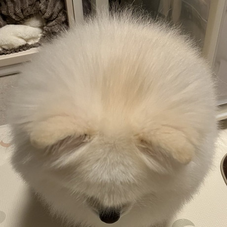 球体歌舞伎ちゃん