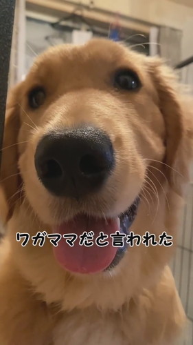気になる症状が出ていたリリーちゃんですが……