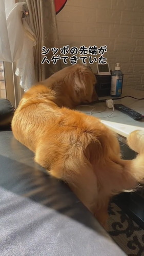 気になる症状が出ていたリリーちゃんですが……