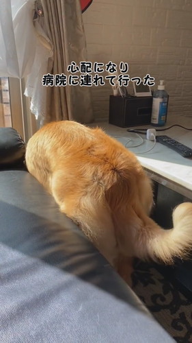 気になる症状が出ていたリリーちゃんですが……