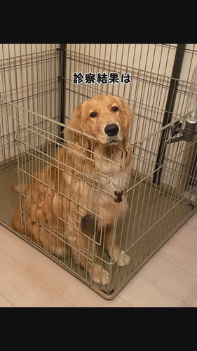 気になる症状が出ていたリリーちゃんですが……