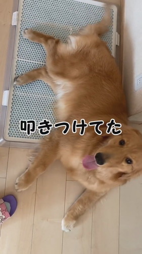 気になる症状が出ていたリリーちゃんですが……