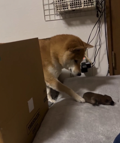 前足を使って子犬を動かそうとするママワンコ