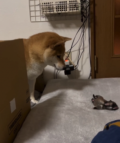 コロコロボディーの子犬