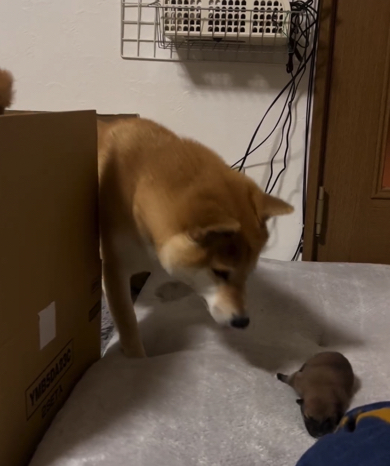 お母さんを探しながら離れていく子犬