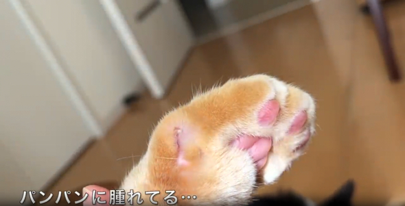 左前足がパンパンに腫れてしまった猫ちゃん