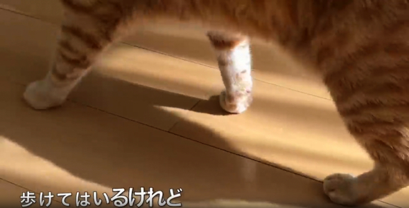 一応歩けている様子の猫ちゃん