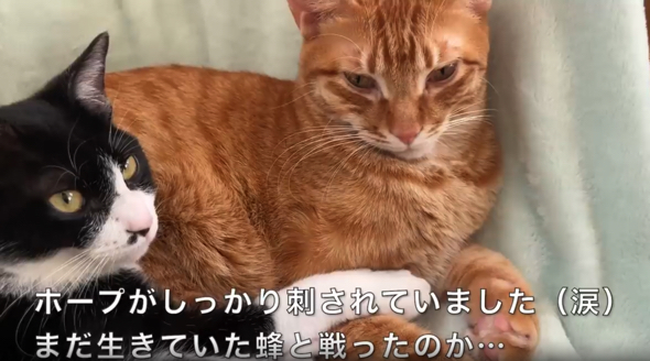 他の猫ちゃんたちを守ろうとしたのかな？