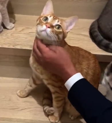 元猫嫌いの夫に心配してもらう猫ちゃん