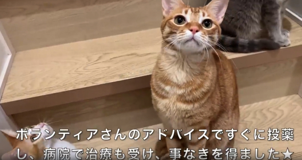 しっかり治療をして事なき得た猫ちゃん