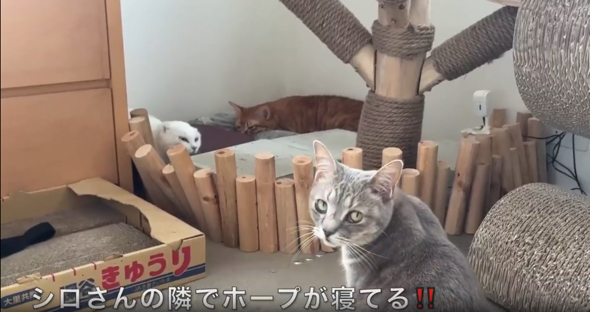 元野良猫が心を開く瞬間