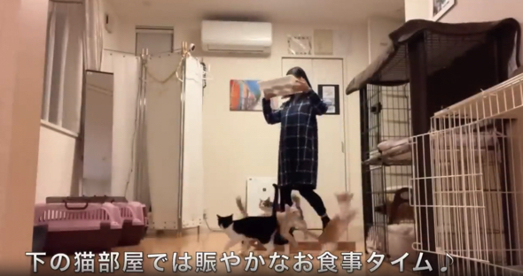 保護猫ちゃんたちのお食事タイム