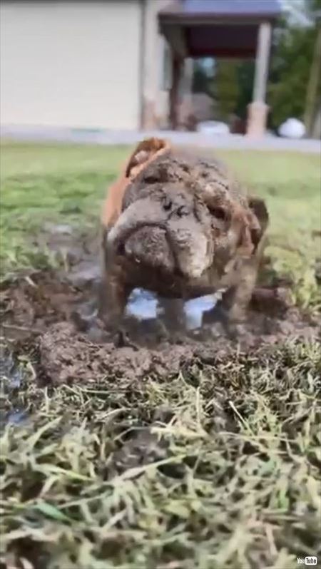 泥まみれになりうれしそうなブルドッグ