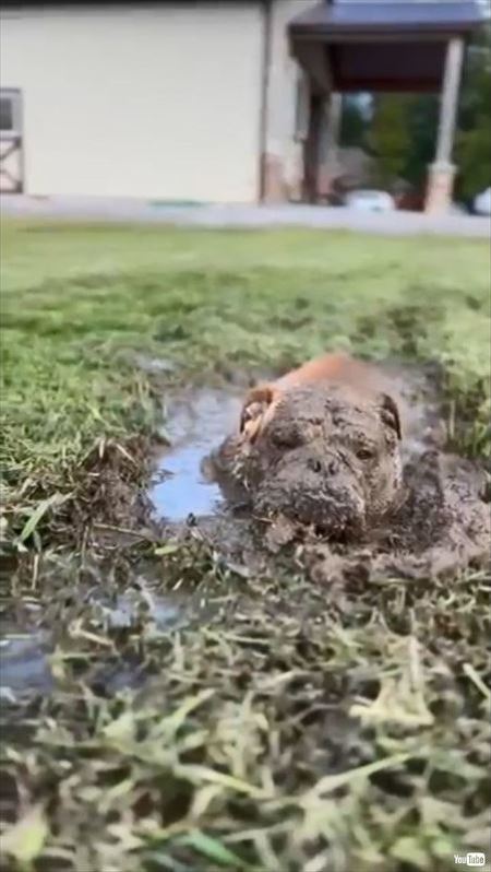 泥にまみれて満足そうな顔