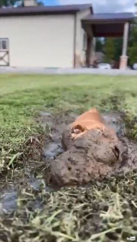 顔から泥にダイブ