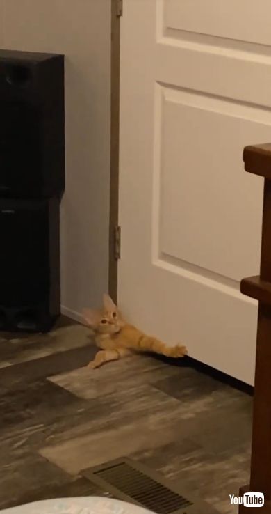 ドアの下から子猫の上半身が出てきた