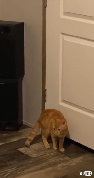 部屋に入れた子猫