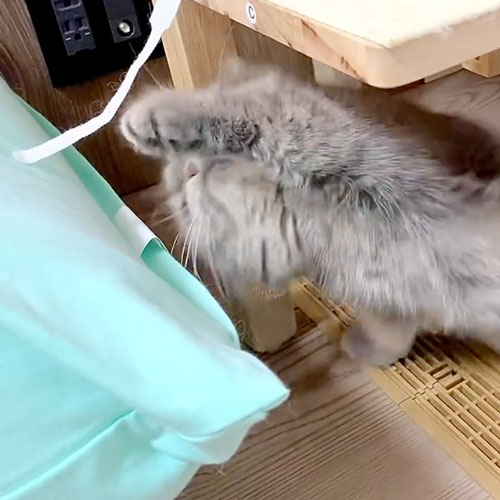 猫パンチが全然届かない猫