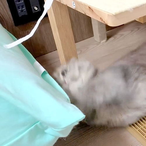 猫パンチが全然届かない猫