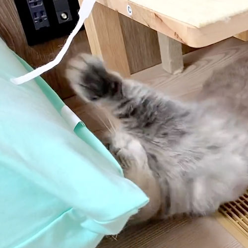 猫パンチが全然届かない猫