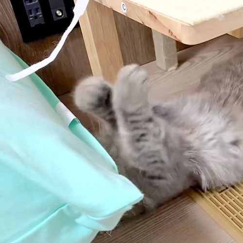 猫パンチが全然届かない猫