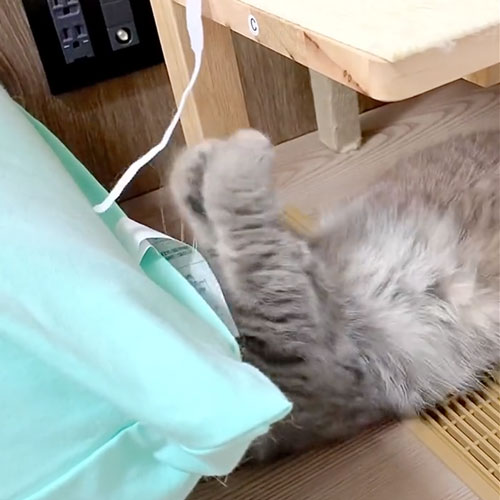 猫パンチが全然届かない猫