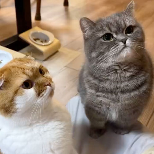 ひまりちゃんとむぎくん