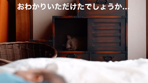 赤ちゃんを見守る猫