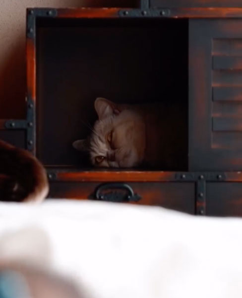 赤ちゃんを見守る猫