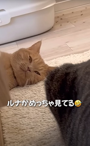 ルナがめっちゃみてる