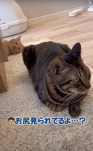 お尻見られてるよ