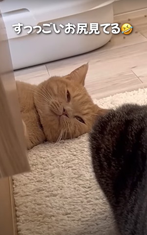 すっごいお尻見てる