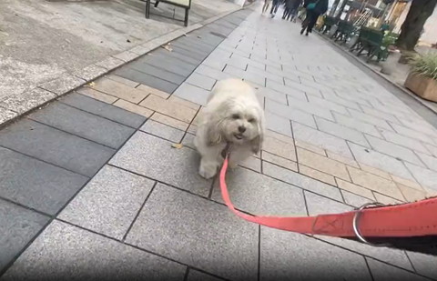 散歩してるワンコ