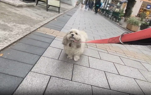 立ち止まるワンコ