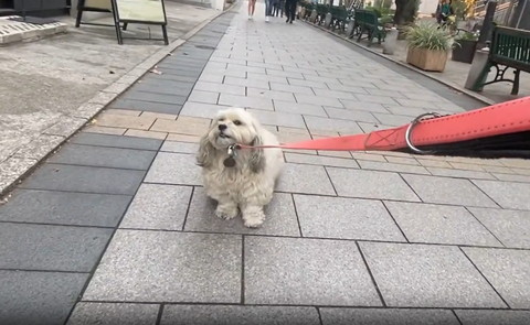 お座りして散歩拒否