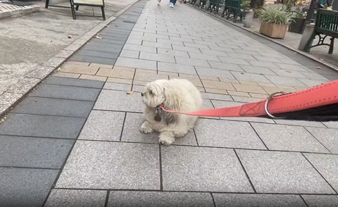 道端で伏せワンコ