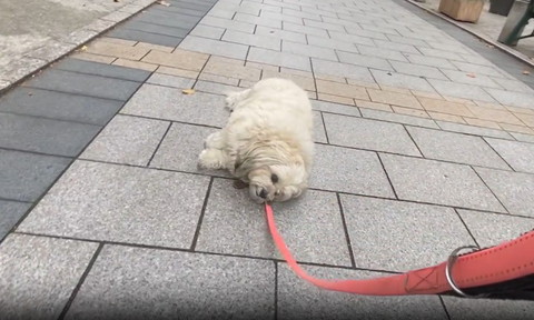 道端で寝そべるワンコ