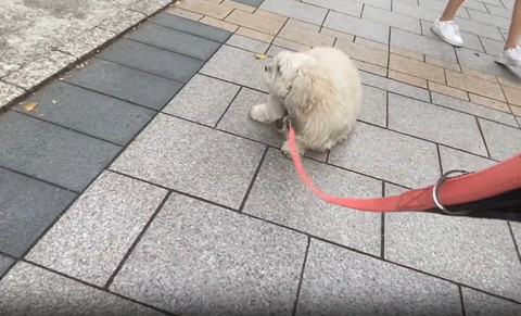 道端で左見てるワンコ