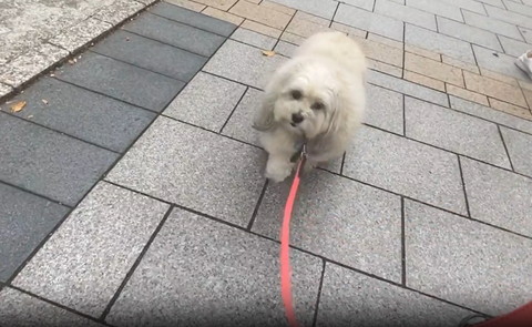 お散歩してるワンコ上から