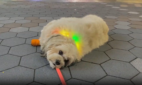 光る首輪ワンコ