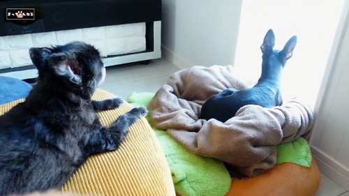 チワワとミニピン