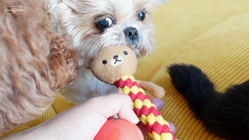 おもちゃとシーズー