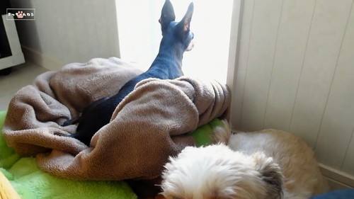 ミニチュアピンシャー