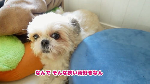 狭いところシーズー