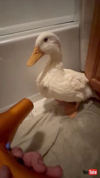 風呂上がりのアヒル