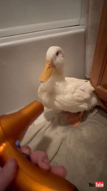 ドライヤーをかけてもらうアヒル