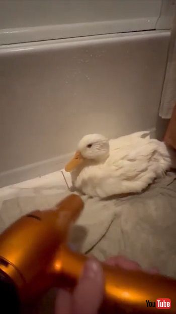 風を浴びるアヒル