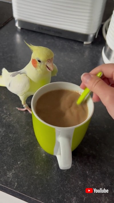 近づくオカメインコ